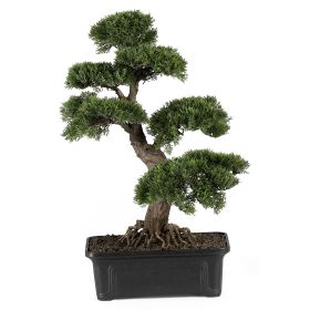 2' Cedar Bonsai Tree