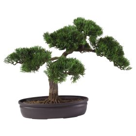 16" Cedar Bonsai Tree