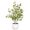 18" Olive Tree w/Vase  (Set of 2)