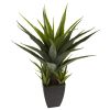 30" Agave w/Black Planter