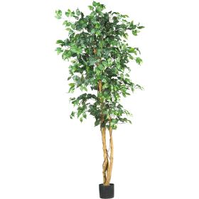 6' Ficus Tree x 3 w/1008 Lvs