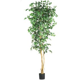 7' Ficus Tree x 3 w/1260 Lvs