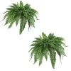 48" Boston Fern (Set of 2)