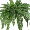 48" Boston Fern (Set of 2)