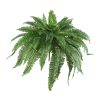 48" Boston Fern (Set of 2)