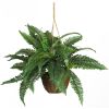 18" Boston Fern Hanging Basket
