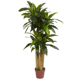4' Corn Stalk Dracaena