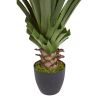 4' Spiked Agave Plant w/361 Lvs