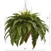 26" Giant Boston Fern with Cone Hanging Basket