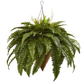 26" Giant Boston Fern with Cone Hanging Basket