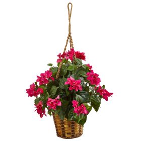 23" Bougainvillea in Hanging Basket