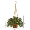 30" Mini Melon Plant in Hanging Basket UV Rest (Indr/Outdr)