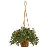 30" Mini Melon Plant in Hanging Basket UV Rest (Indr/Outdr)