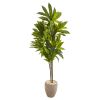 68" Dracaena Plant in Sand Colored Planter (Real Touch)