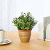 10" Eucalyptus and Sedum Artificial Plant in Ceramic Planter