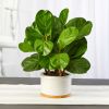 15" Fiddle Leaf Artificial Tree in White Planter