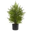 2' Norfolk Island Pine "Natural Look" Tree in Planter