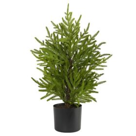 2' Norfolk Island Pine "Natural Look" Tree in Planter