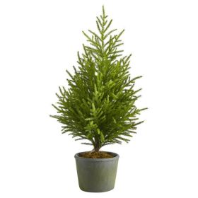 3' Norfolk Island Pine "Natural Look" Tree in Planter