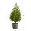 3' Norfolk Island Pine "Natural Look" Tree in Planter