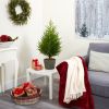 3' Norfolk Island Pine "Natural Look" Tree in Planter